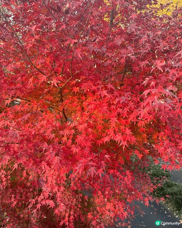 昭和紀念公園