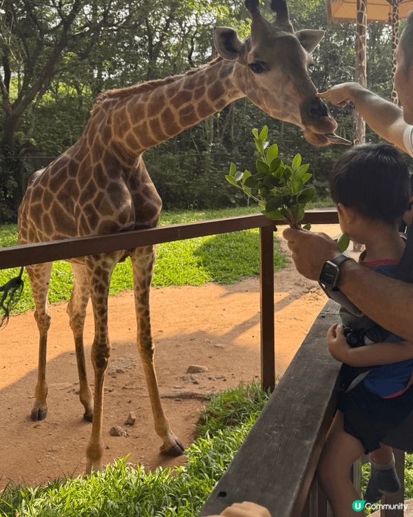 位置深圳既野生動物園，俾到我地好大驚喜，有世界各地的野生動物...