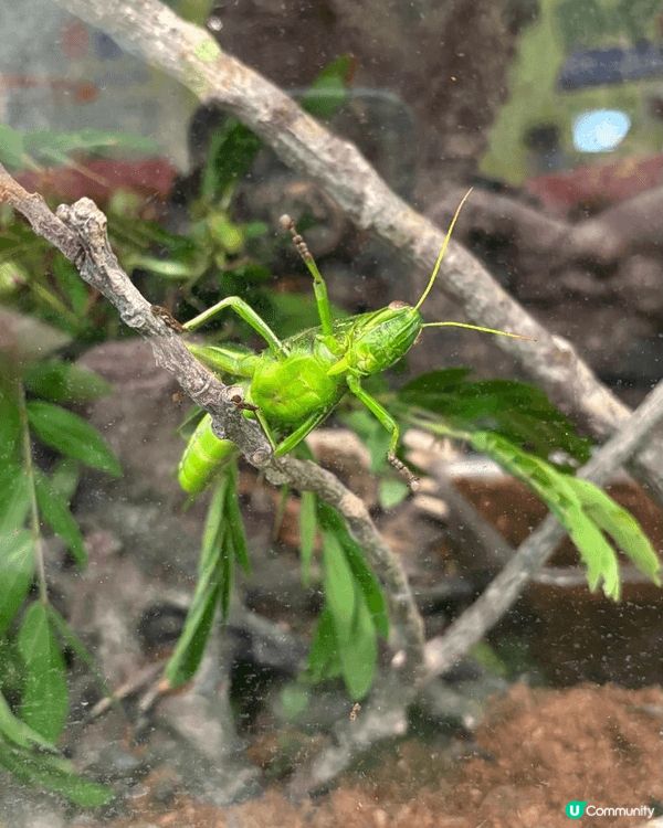 西貢獅子會自然教育中心是帶小朋友前往的理想地點，既充滿趣味，...