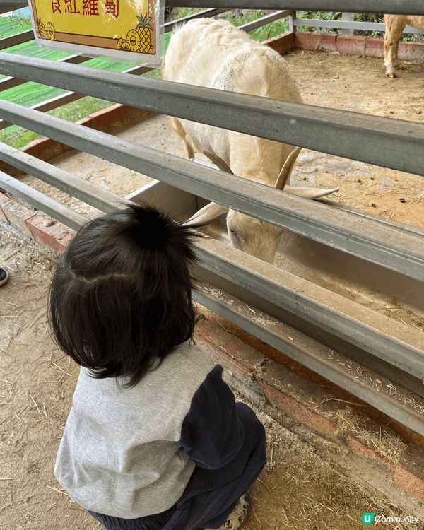 去元朗菠蘿園遊玩，園內有羊、羊駝🦙，還有很多遊樂設施，小孩、...
