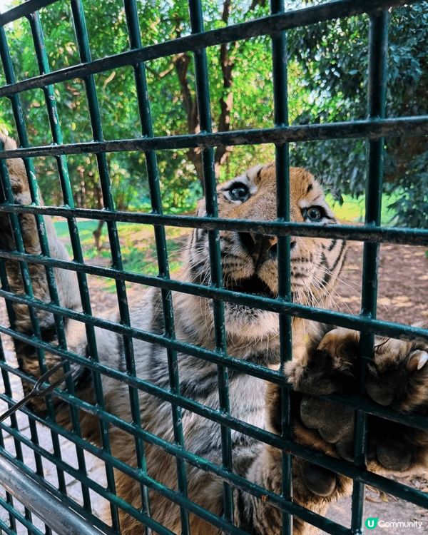 深圳野生動物園內分為三大核心區域：食草動物區、猛獸谷和表演區...