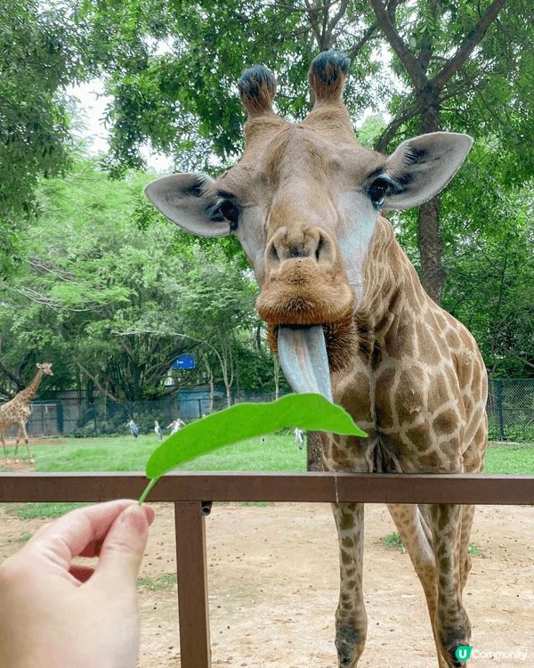 深圳野生動物園內分為三大核心區域：食草動物區、猛獸谷和表演區...