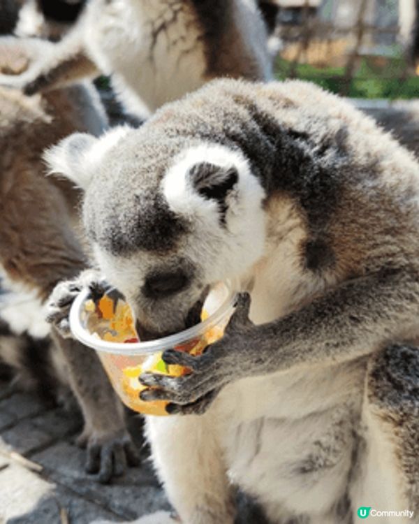 深圳野生動物園內分為三大核心區域：食草動物區、猛獸谷和表演區...