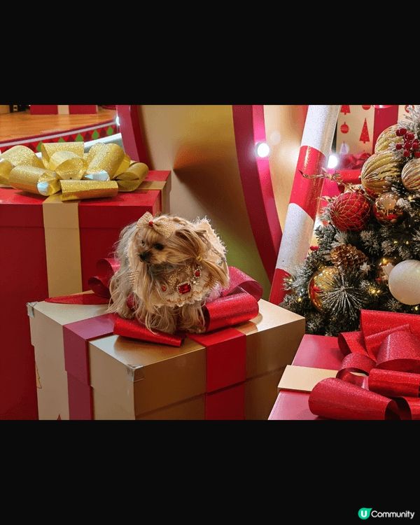 康城商場的商場佈置十分漂亮＇適合打卡，不論大人或小朋友＇甚至...