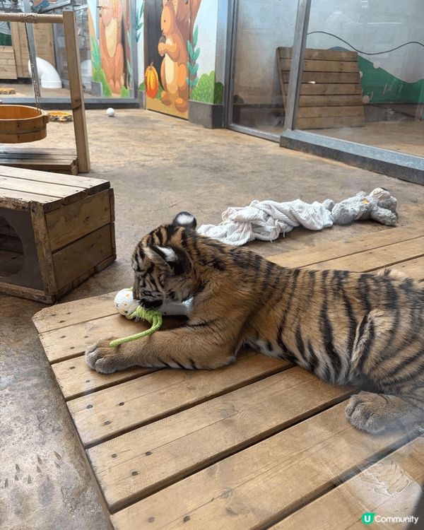 小朋友北上玩機動遊戲，參觀動物園，刺激又興奮。