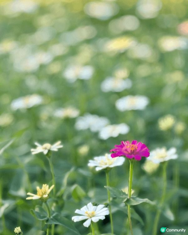 元朗信芯園 有機會下年收地 要去快d去