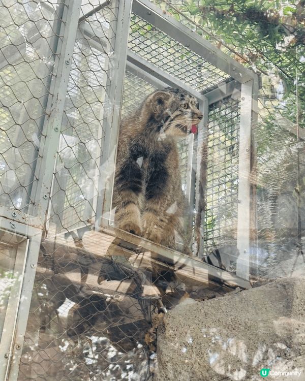 啱啱呢個暑假，我們一家到了位於日本神戶的神戶動物王國遊玩，該...