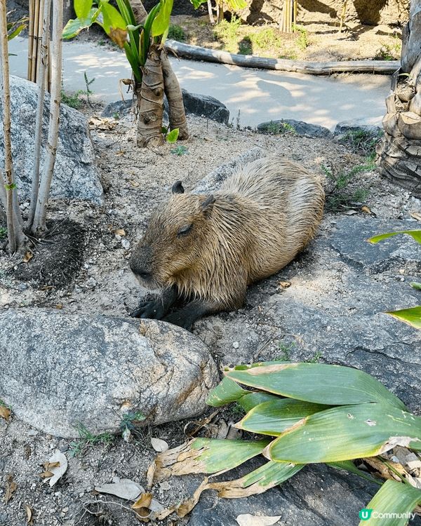 啱啱呢個暑假，我們一家到了位於日本神戶的神戶動物王國遊玩，該...