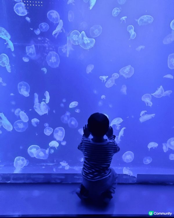 深圳野生動物園一日遊，餵長頸鹿，水母館