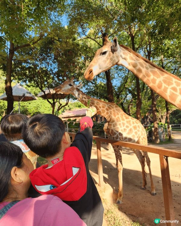 深圳野生動物園一日遊，餵長頸鹿，水母館