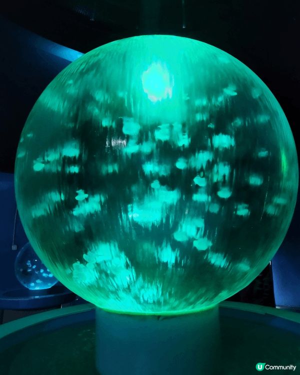 深圳野生動物園一日遊，餵長頸鹿，水母館