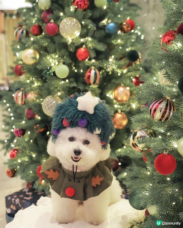 聖誕冬日小鎮🎄！打卡影靚相📸！ 