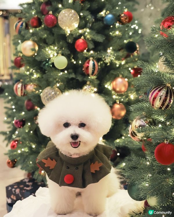 聖誕冬日小鎮🎄！打卡影靚相📸！ 