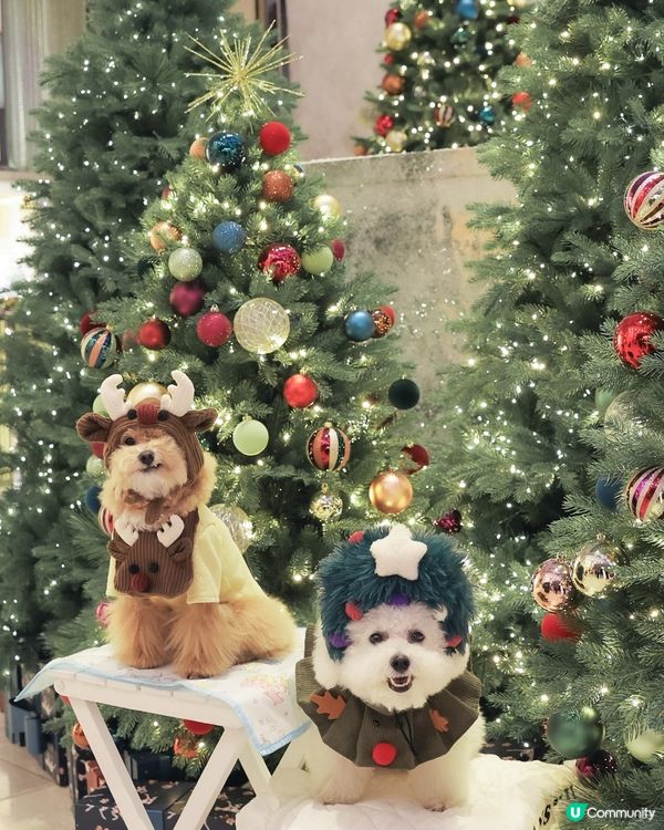 聖誕冬日小鎮🎄！打卡影靚相📸！ 