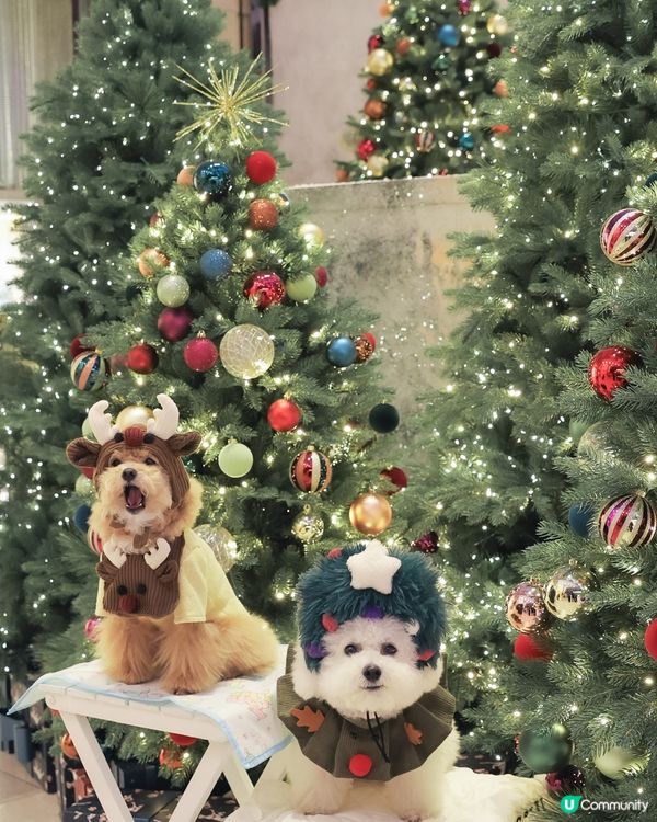 聖誕冬日小鎮🎄！打卡影靚相📸！ 