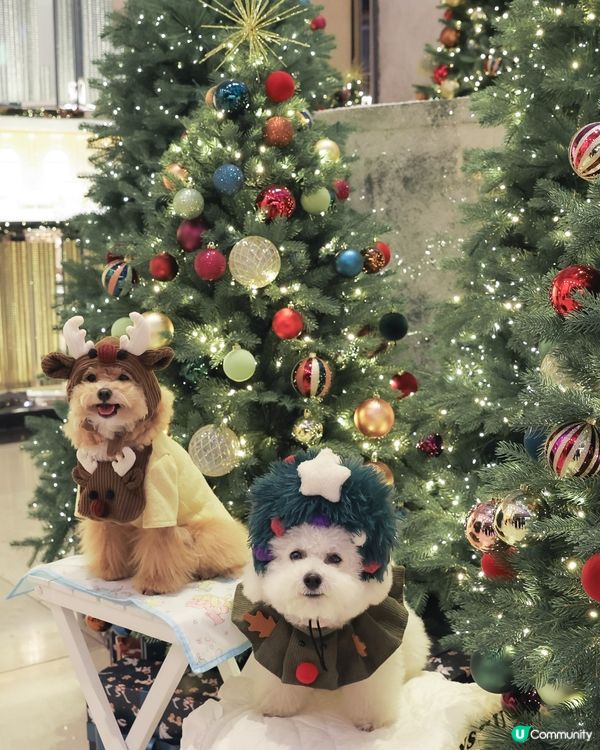 聖誕冬日小鎮🎄！打卡影靚相📸！ 