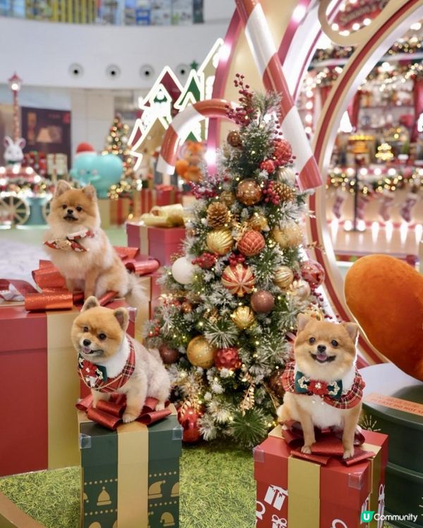 豬家25年聖誕打卡第二彈