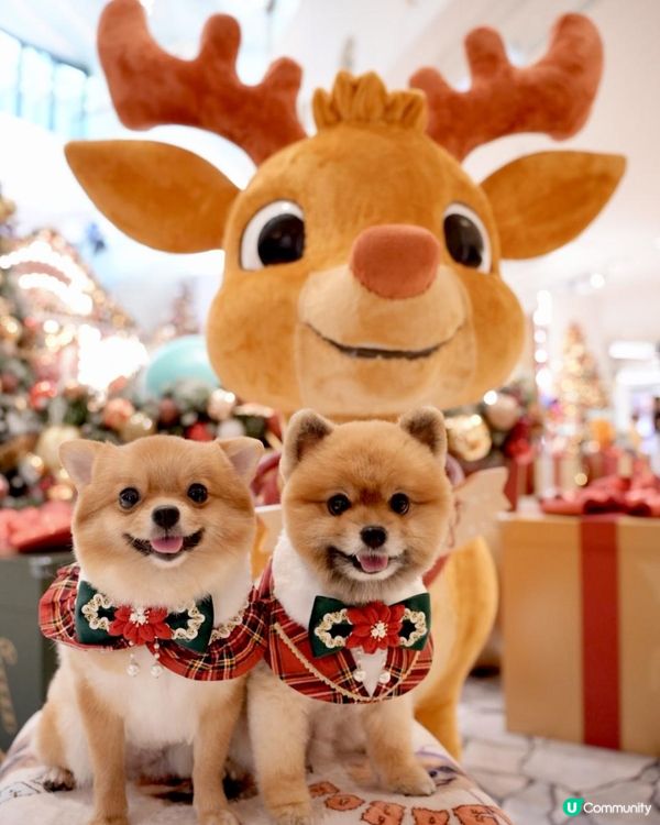 豬家25年聖誕打卡第二彈