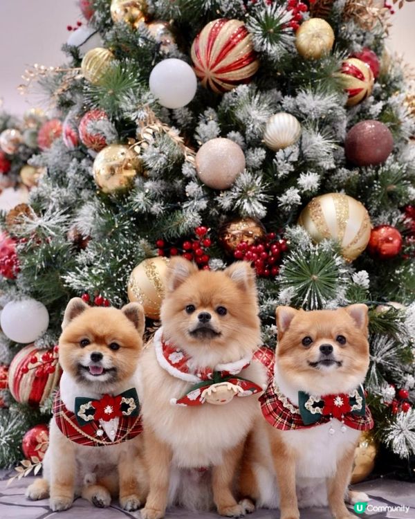 豬家25年聖誕打卡第二彈