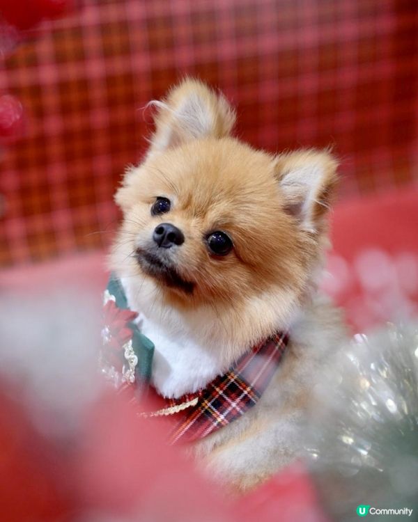 豬家25年聖誕打卡第二彈