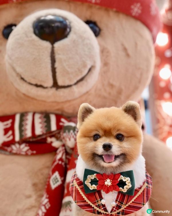 豬家25年聖誕打卡第二彈