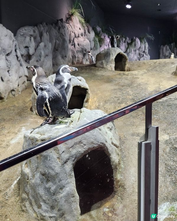 沖繩必訪景點DMM Kariyushi水族館