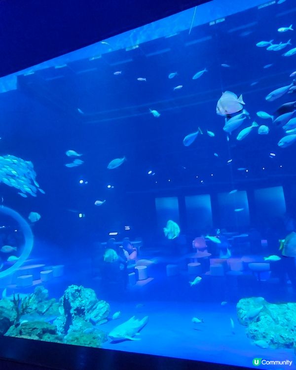 沖繩必訪景點DMM Kariyushi水族館