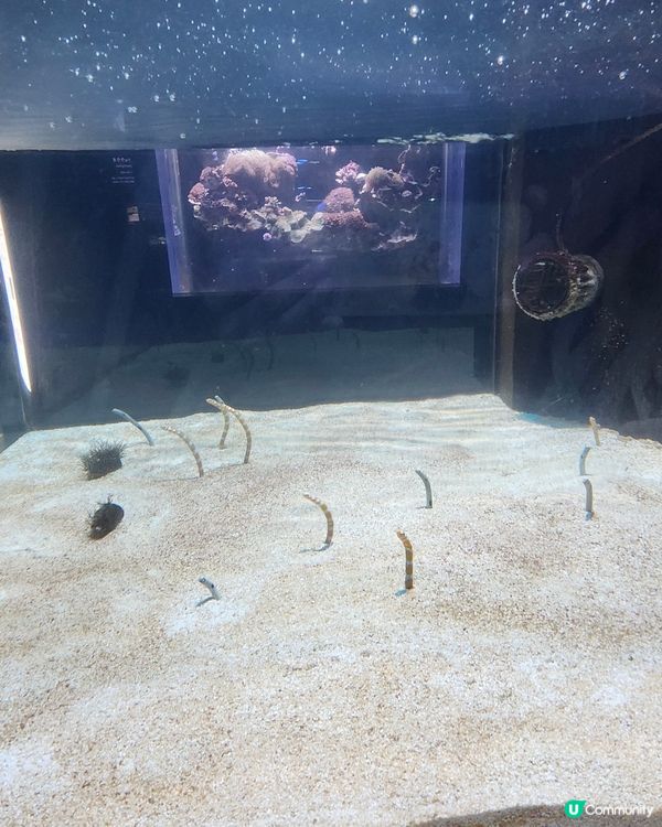 沖繩必訪景點DMM Kariyushi水族館