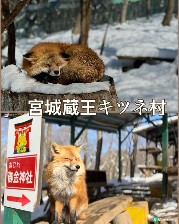 毛茸茸狐狸村！😍 宮城療癒之旅！🦊