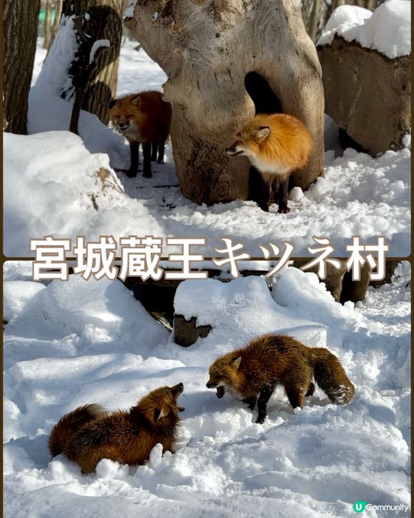 毛茸茸狐狸村！😍 宮城療癒之旅！🦊