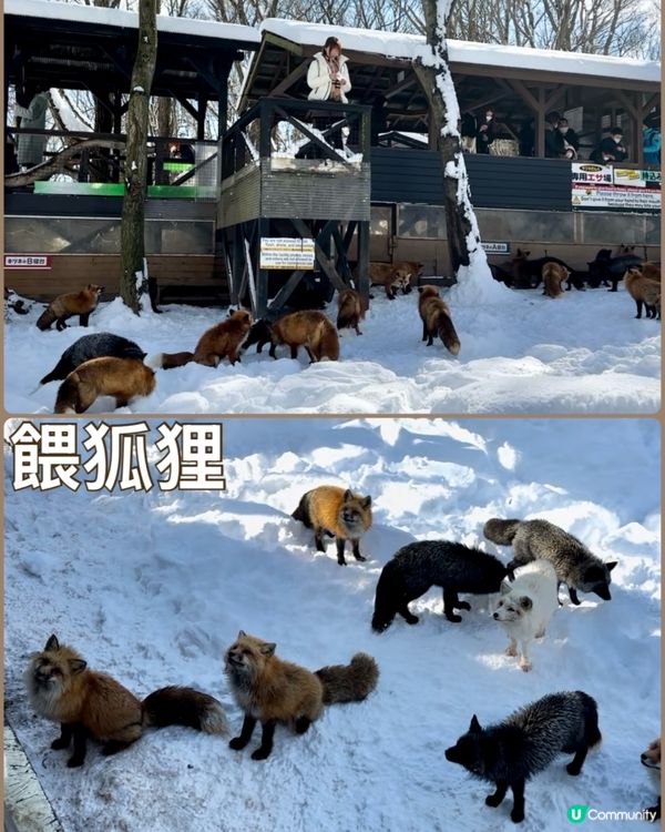 毛茸茸狐狸村！😍 宮城療癒之旅！🦊