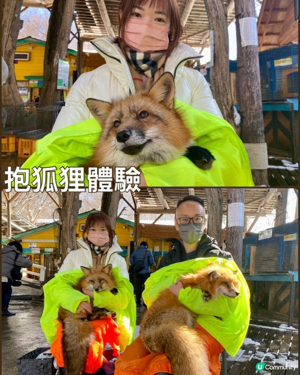 毛茸茸狐狸村！😍 宮城療癒之旅！🦊