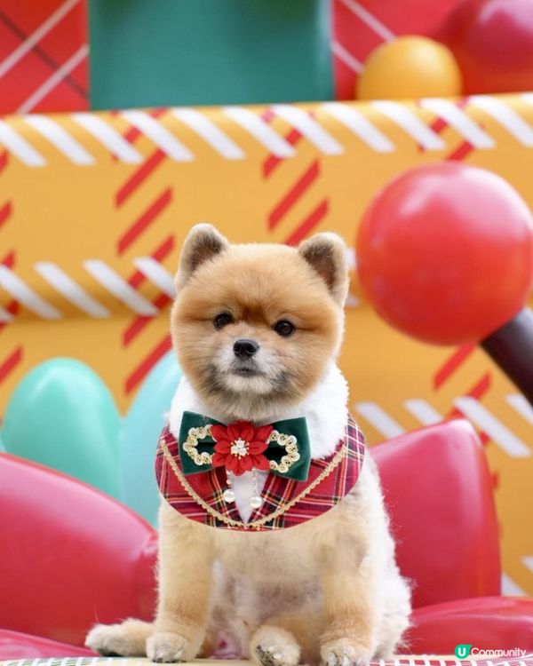 豬家25年聖誕打卡第三彈