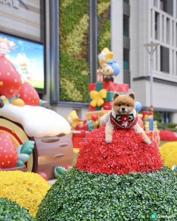 豬家25年聖誕打卡第三彈