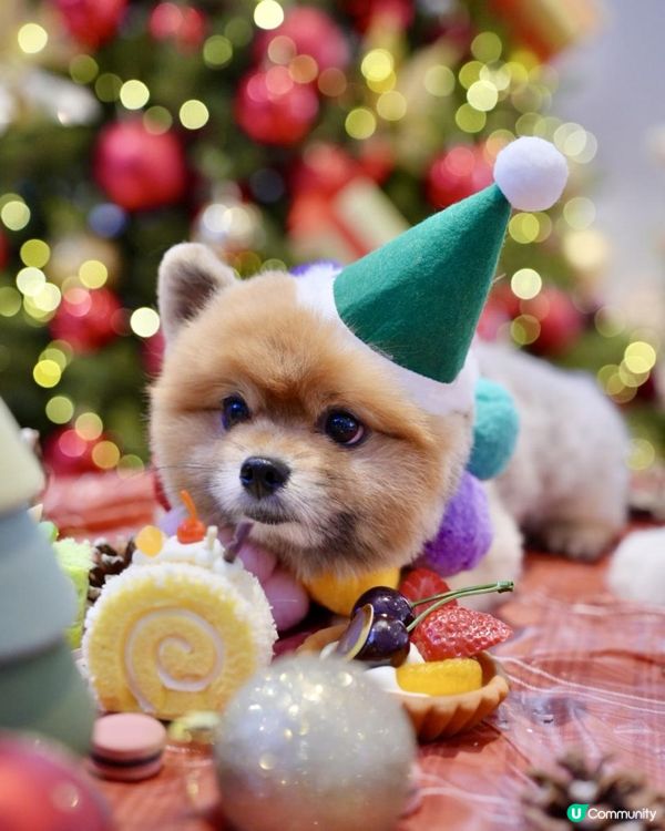 豬家25年聖誕打卡第三彈