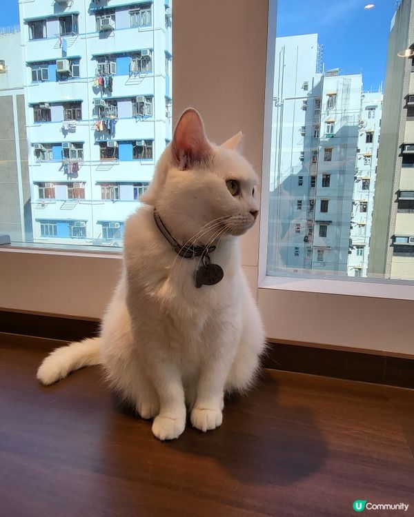 呢度嘅貓貓超級可愛🥰