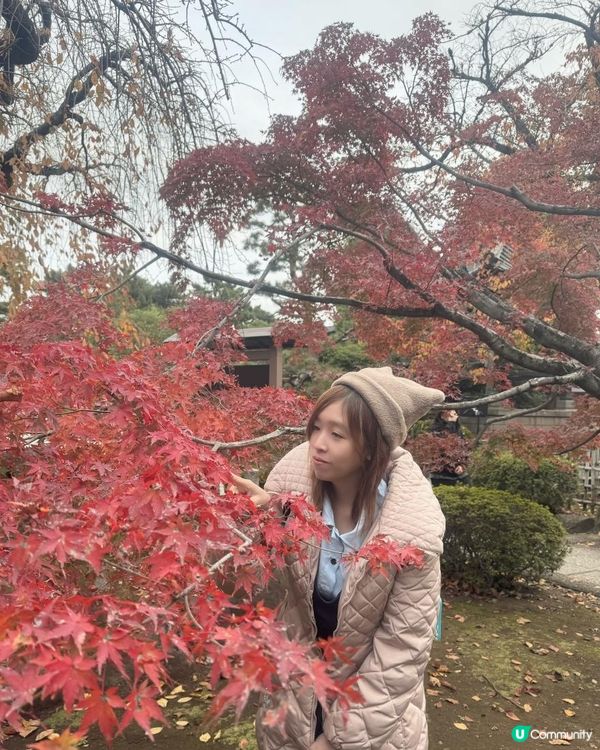 2025/11/28 11月東京遊 今年最後的🍁紅葉祭