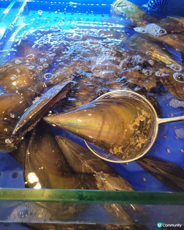 葵芳大西洋火鍋！即撈海鮮勁正🤤🦀🦐！