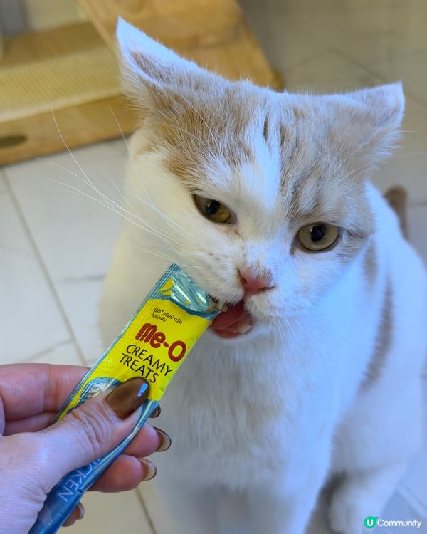 寵物必備！除味殺菌神器！✨