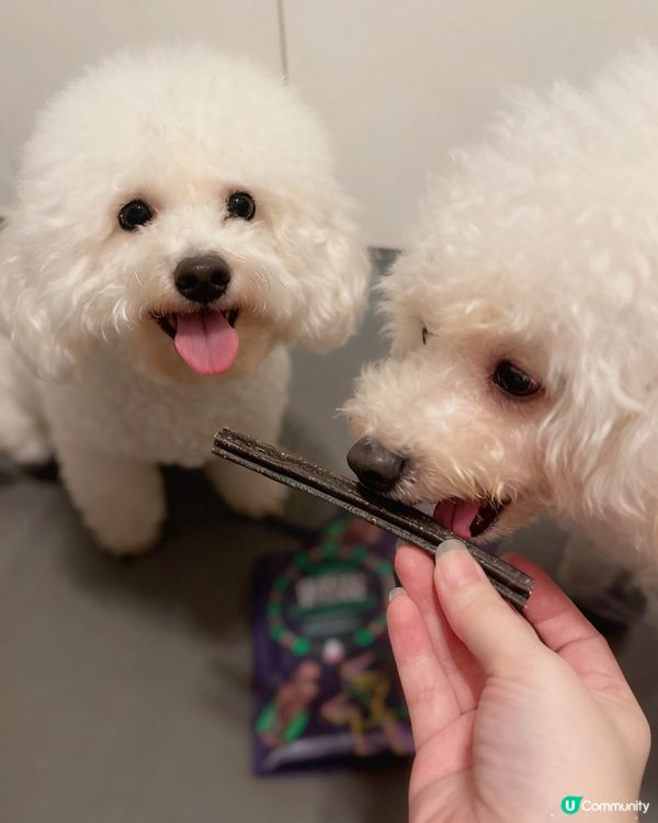 刷牙大作戰！🐶🦷 潔齒棒拯救牙牙！😋 #狗狗 #潔齒