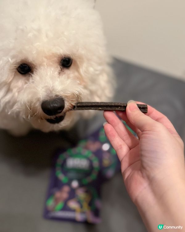 刷牙大作戰！🐶🦷 潔齒棒拯救牙牙！😋 #狗狗 #潔齒