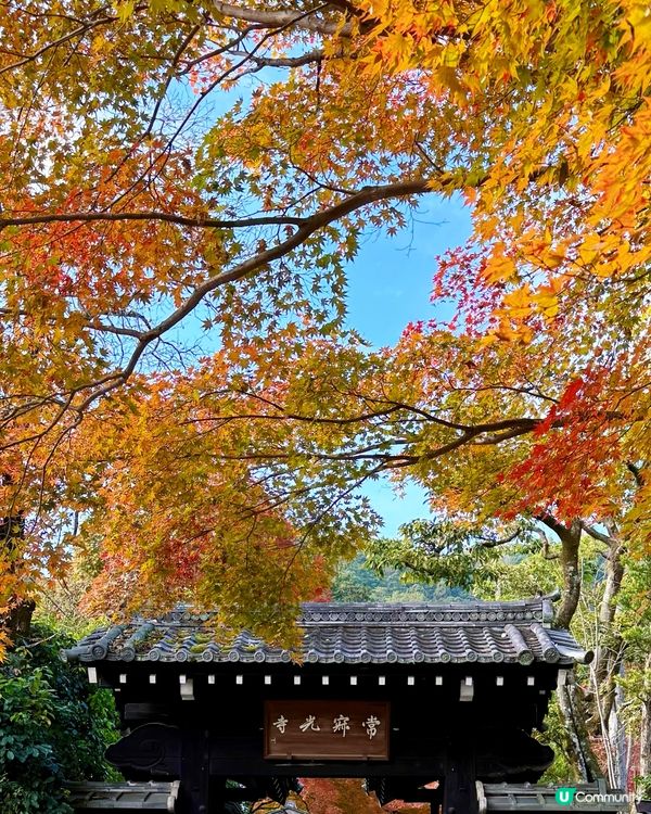 🍁嵐山賞楓攻略！避開人潮📸！ 