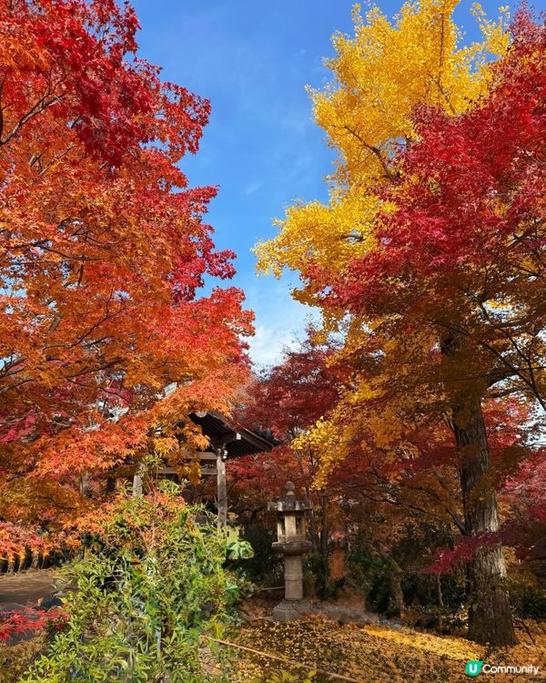 🍁嵐山賞楓攻略！避開人潮📸！ 