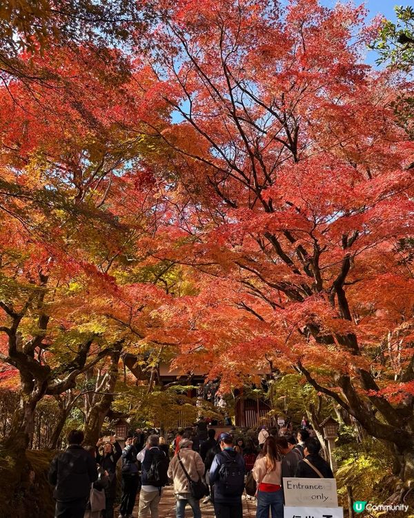 🍁嵐山賞楓攻略！避開人潮📸！ 