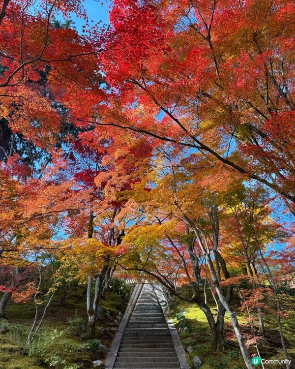 🍁嵐山賞楓攻略！避開人潮📸！ 