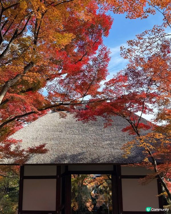 🍁嵐山賞楓攻略！避開人潮📸！ 
