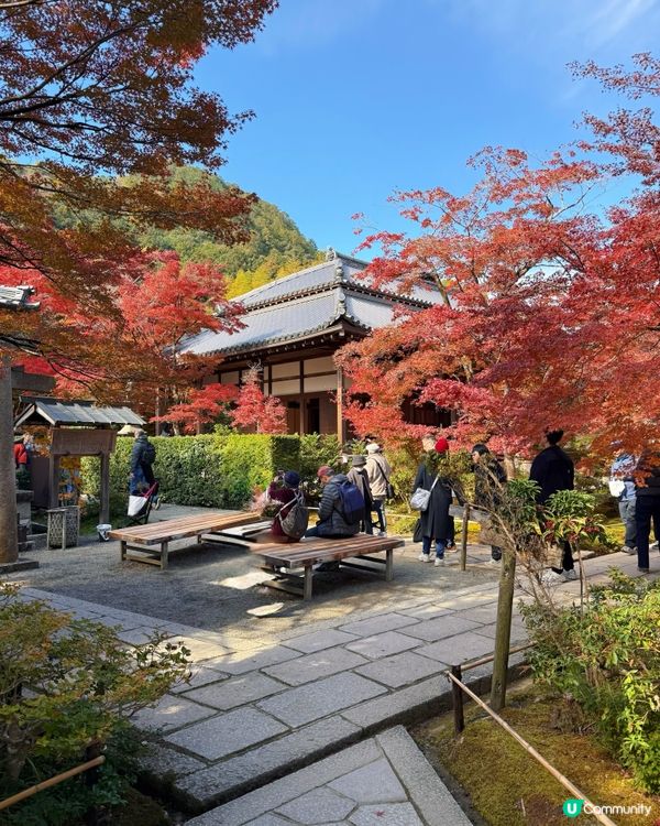 🍁嵐山賞楓攻略！避開人潮📸！ 