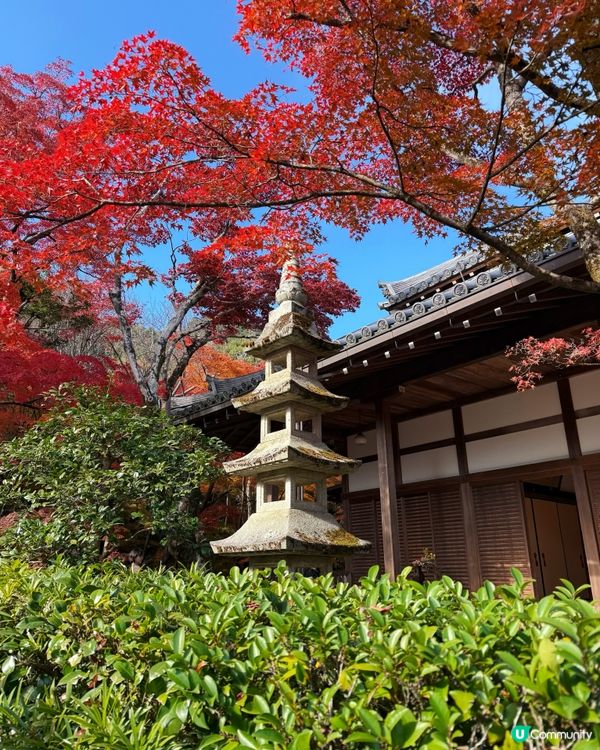 🍁嵐山賞楓攻略！避開人潮📸！ 
