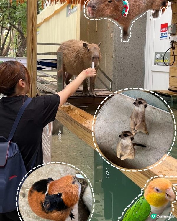 2025/11/30 11月高雄遊 🐹天使與惡魔寵物互動園區🦅