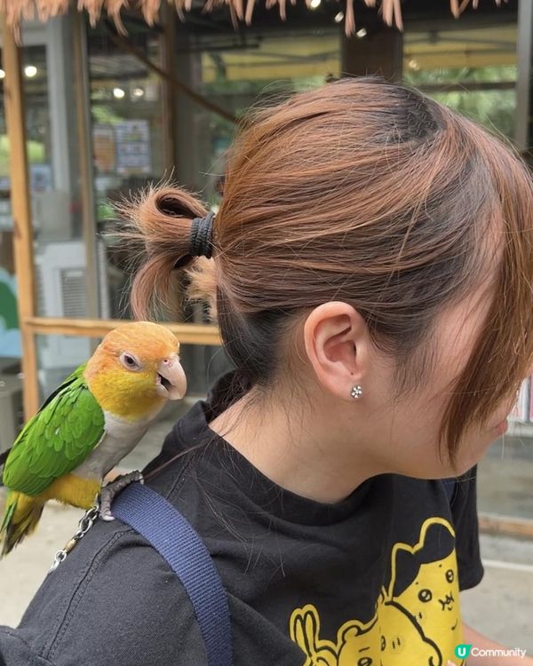 2025/11/30 11月高雄遊 🐹天使與惡魔寵物互動園區🦅